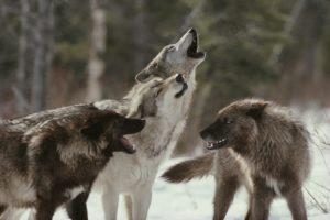 wolf, Animals, Winter, Snow, Depth of field, Pack