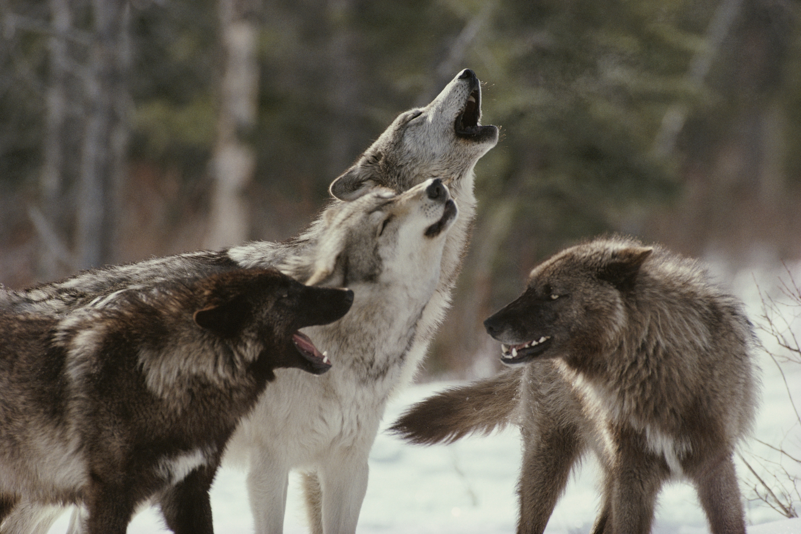 wolf, Animals, Winter, Snow, Depth of field, Pack Wallpaper