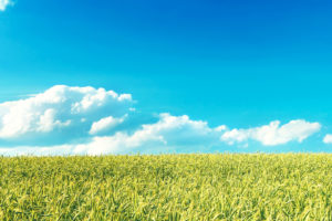 clouds, Blue, Sky, Landscape, Nature, Plants, Field