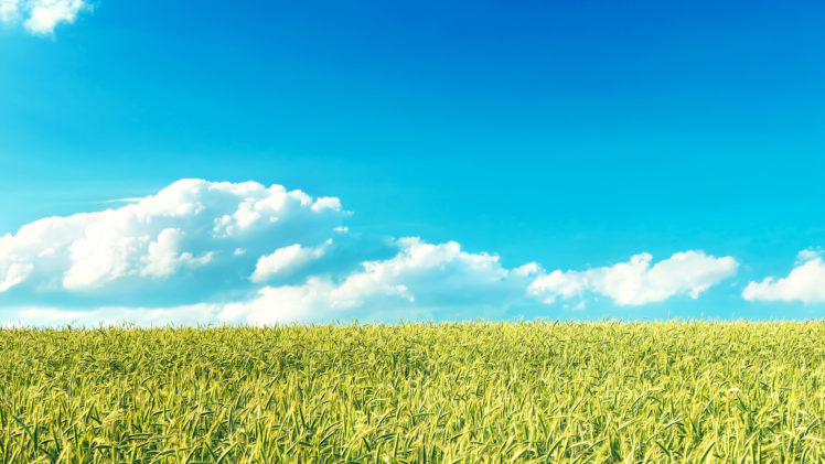 clouds, Blue, Sky, Landscape, Nature, Plants, Field HD Wallpaper Desktop Background