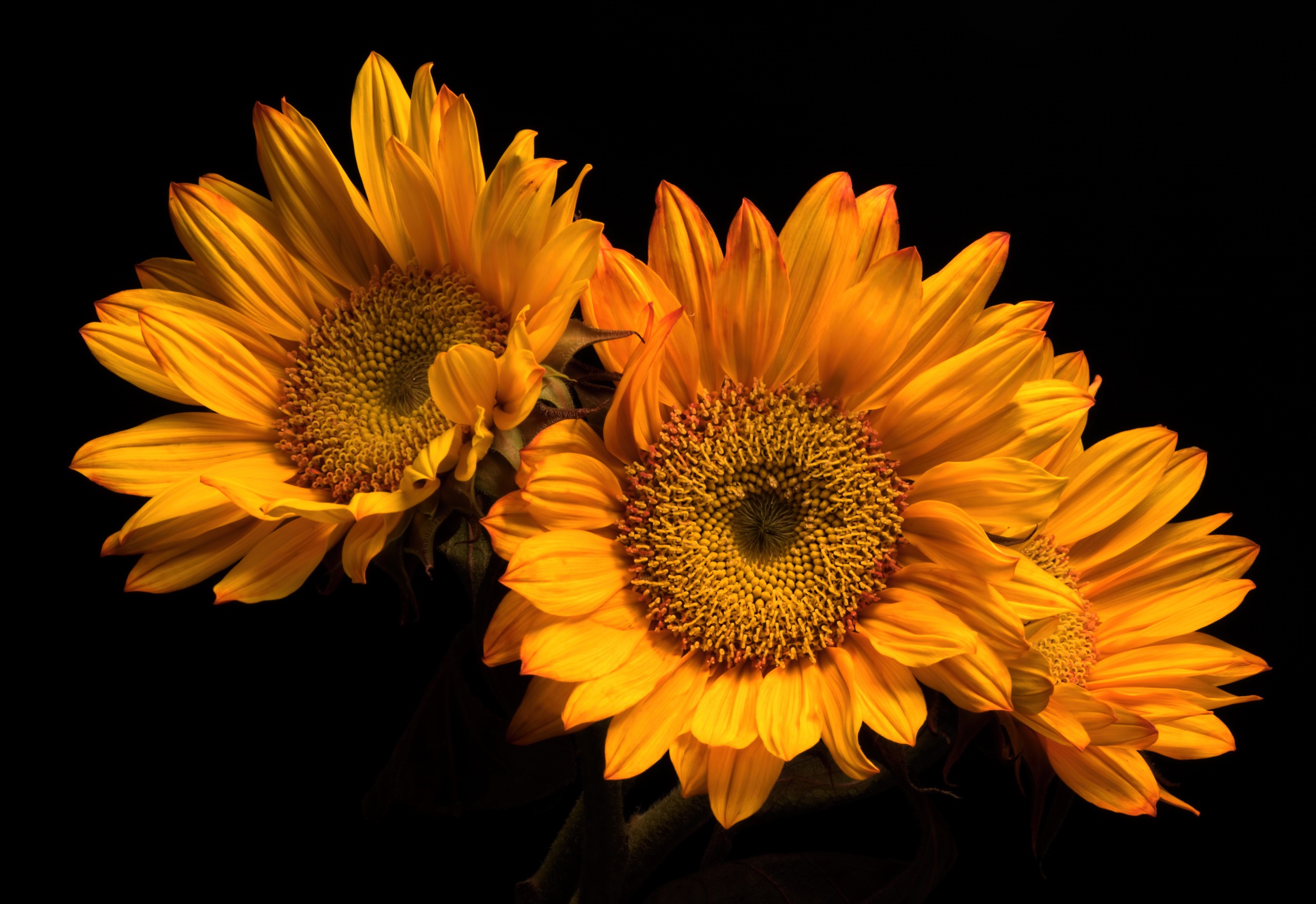 orange, Black, Orange flowers, Plants, Flowers Wallpapers HD / Desktop ...