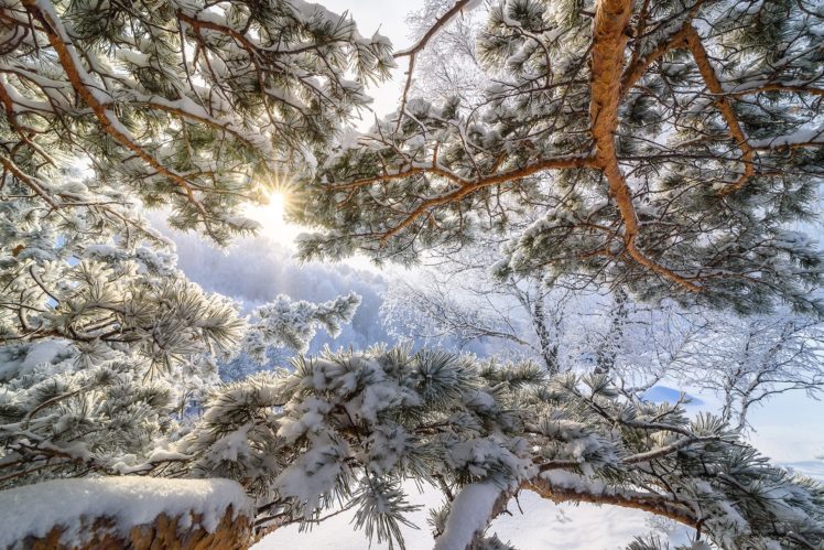worms eye view, Trees, Sky, Winter, Nature HD Wallpaper Desktop Background