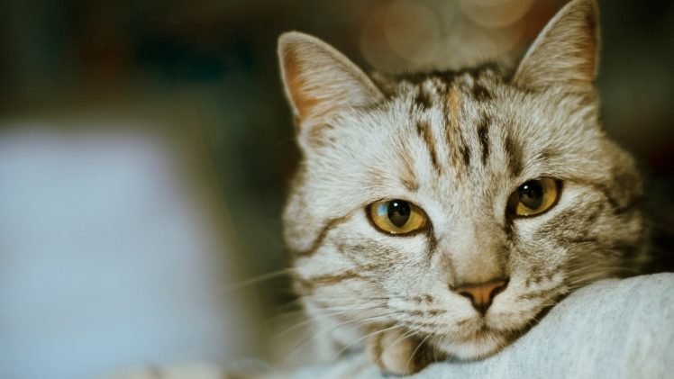 eyes, Cat, Animals, Depth of field HD Wallpaper Desktop Background
