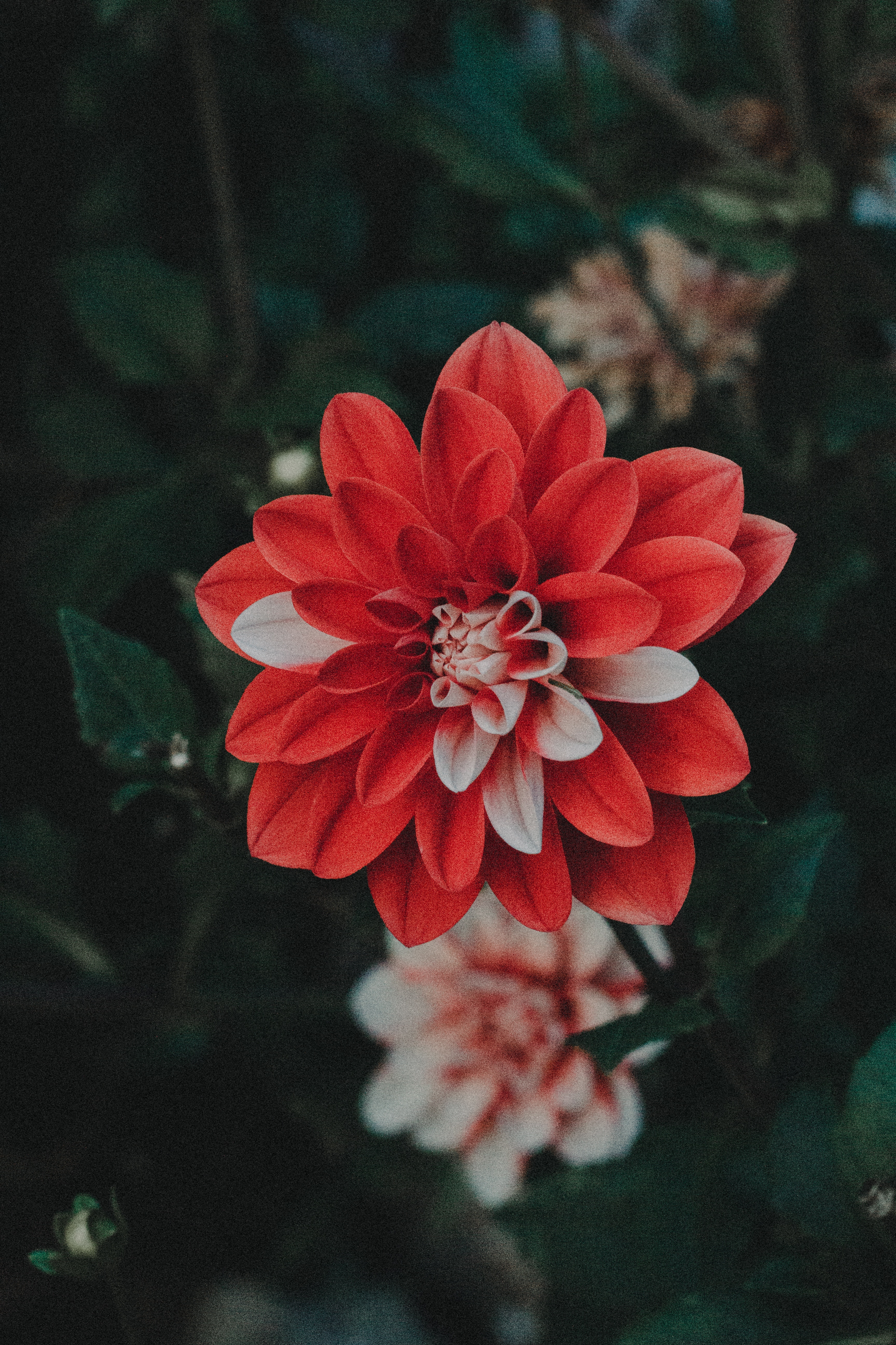 nature, Flowers Wallpaper