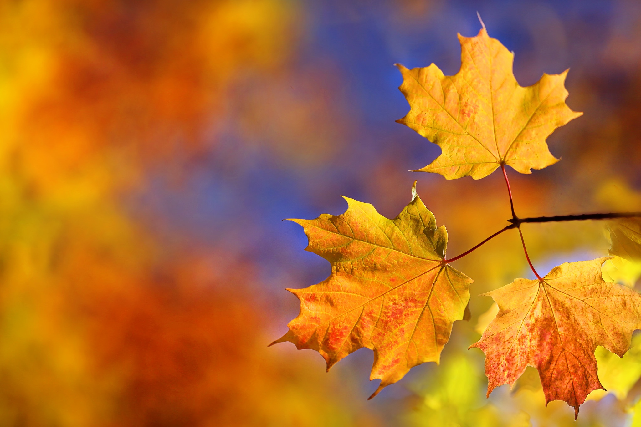 fall, Colorful, Nature, Leaves Wallpaper
