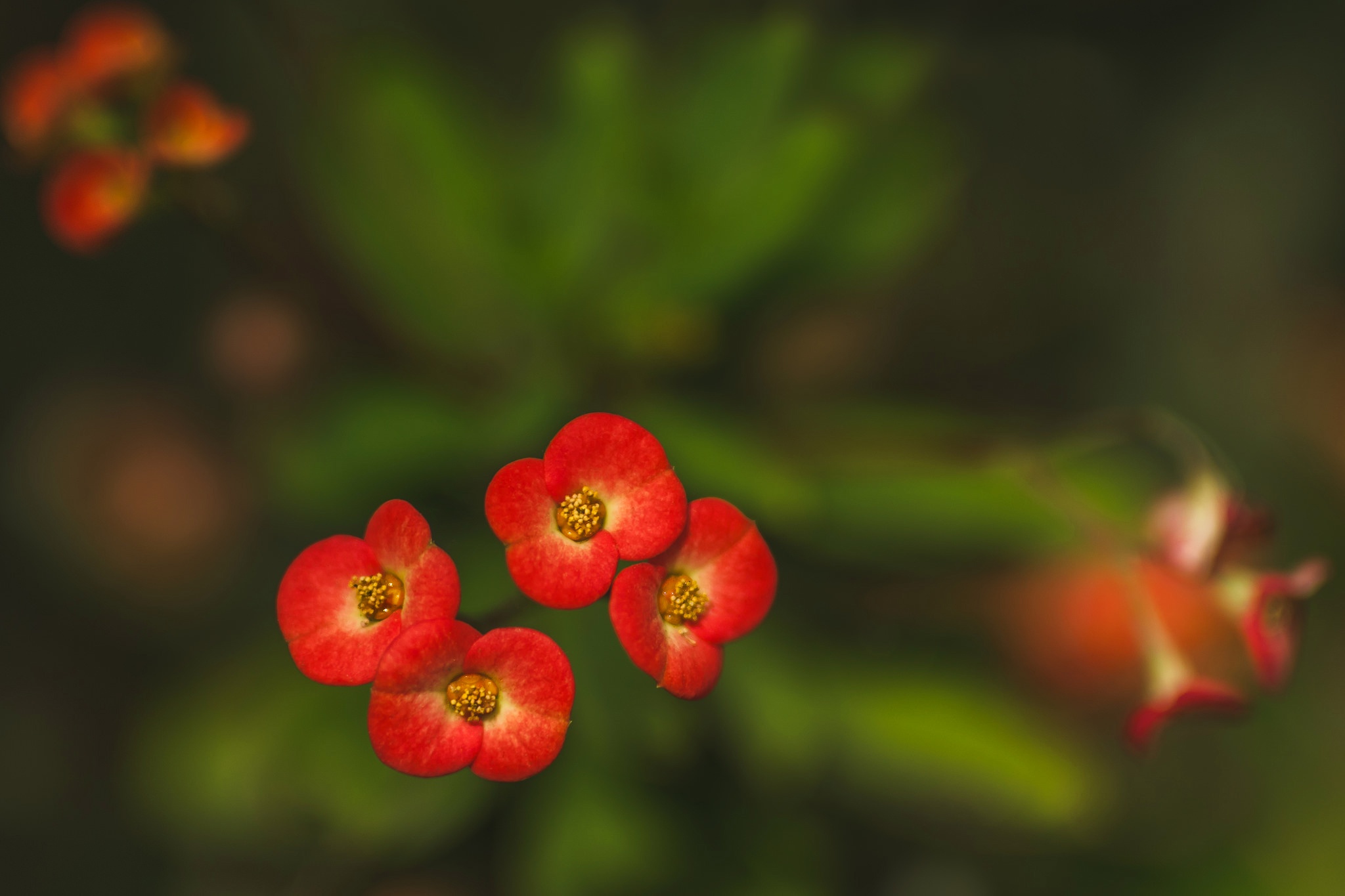 plants, Flowers, Red flowers Wallpaper