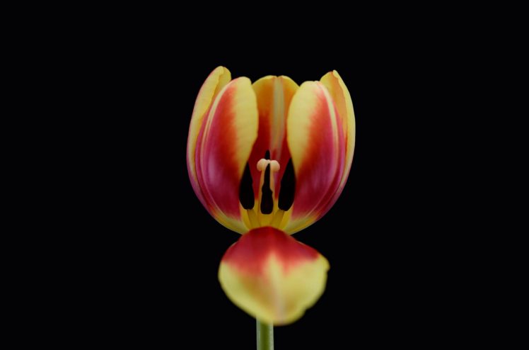 flowers, Plants, Tulips HD Wallpaper Desktop Background