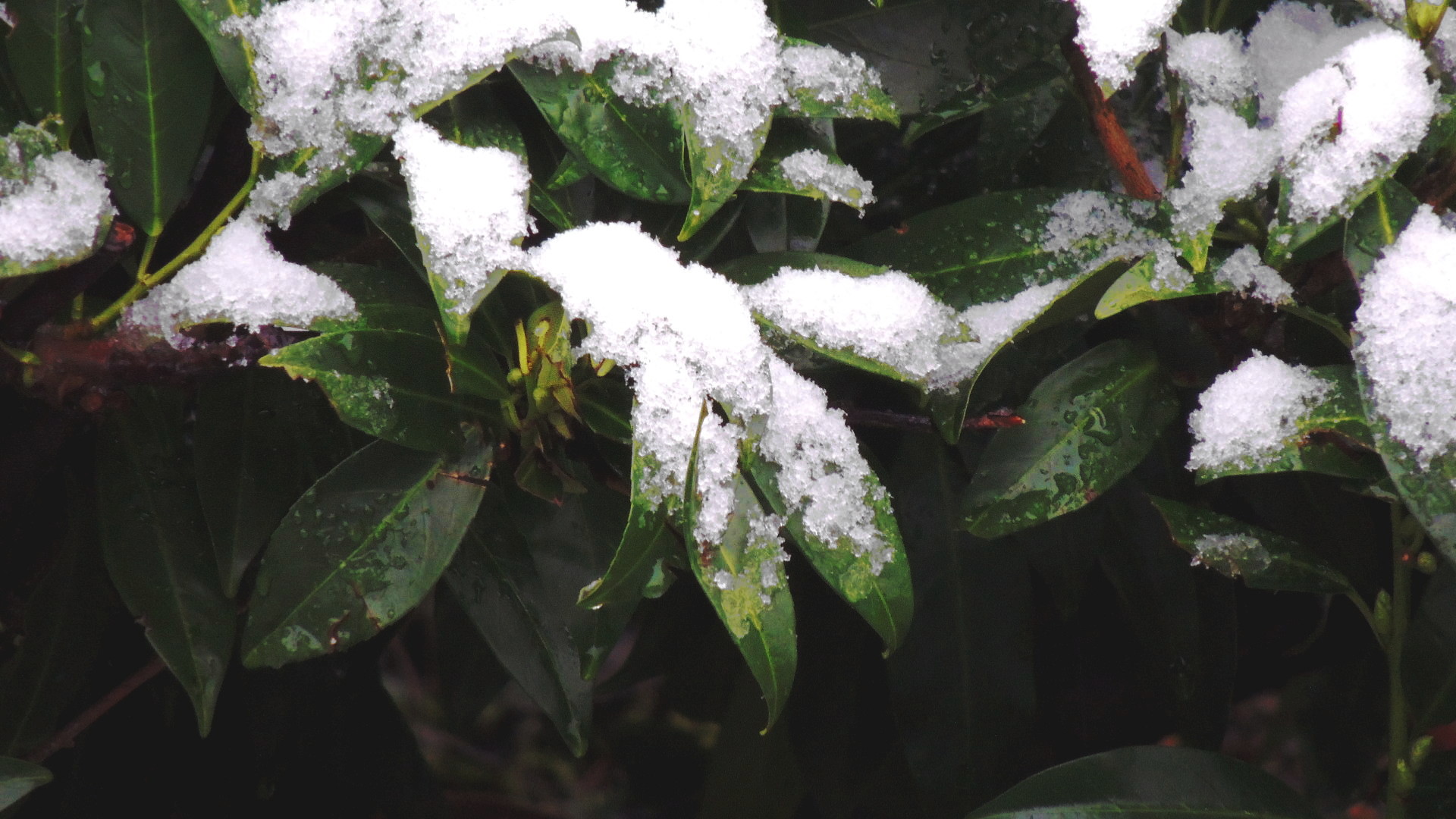 plants, Nature, Snow Wallpaper