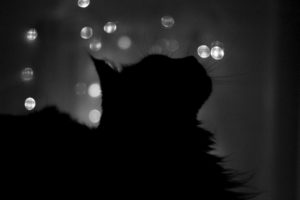 cat, Silhouette, Photography, Bokeh, Monochrome, Animals, Night