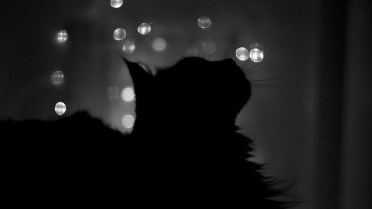 cat, Silhouette, Photography, Bokeh, Monochrome, Animals, Night HD Wallpaper Desktop Background