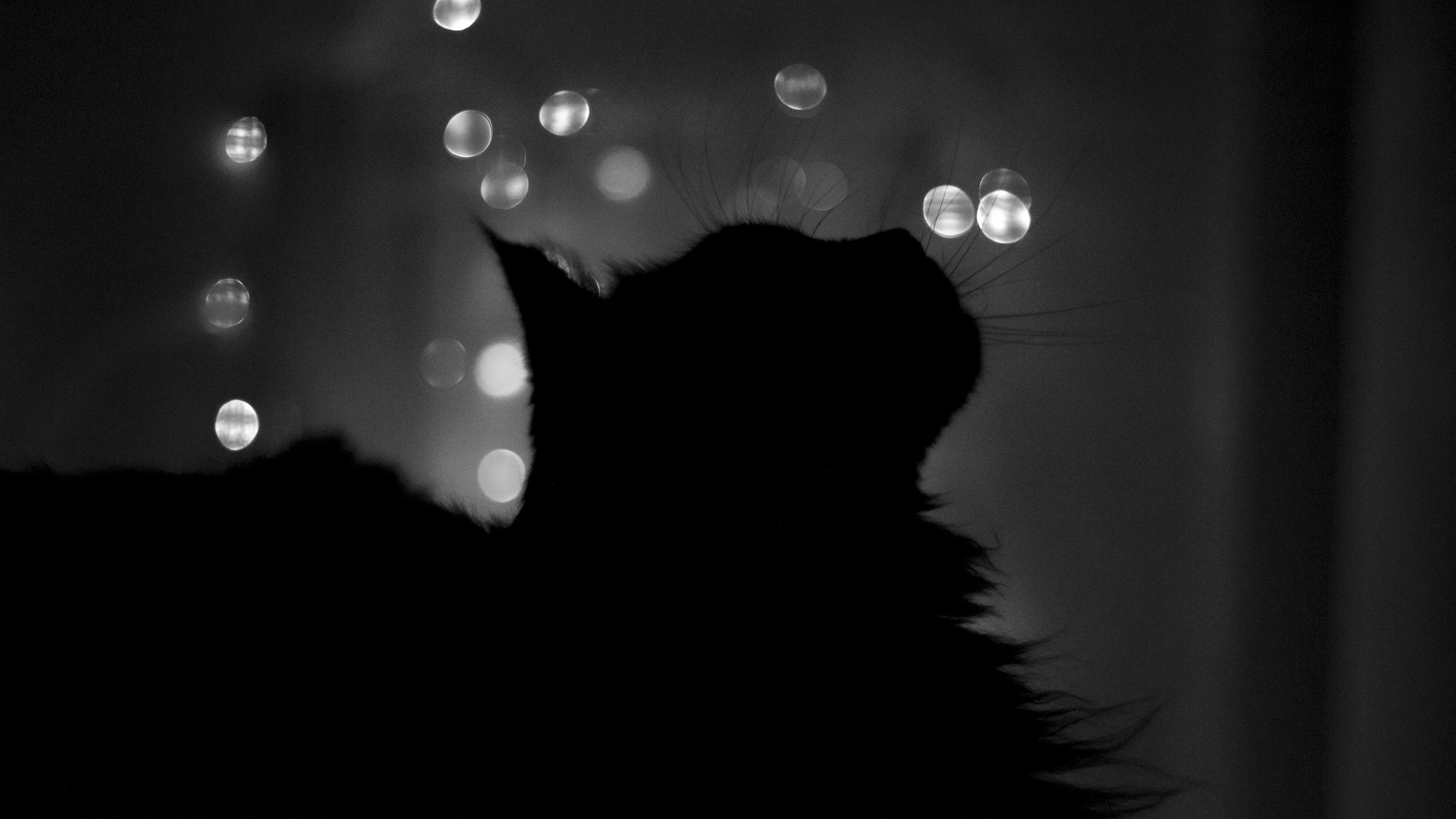 cat, Silhouette, Photography, Bokeh, Monochrome, Animals, Night Wallpaper