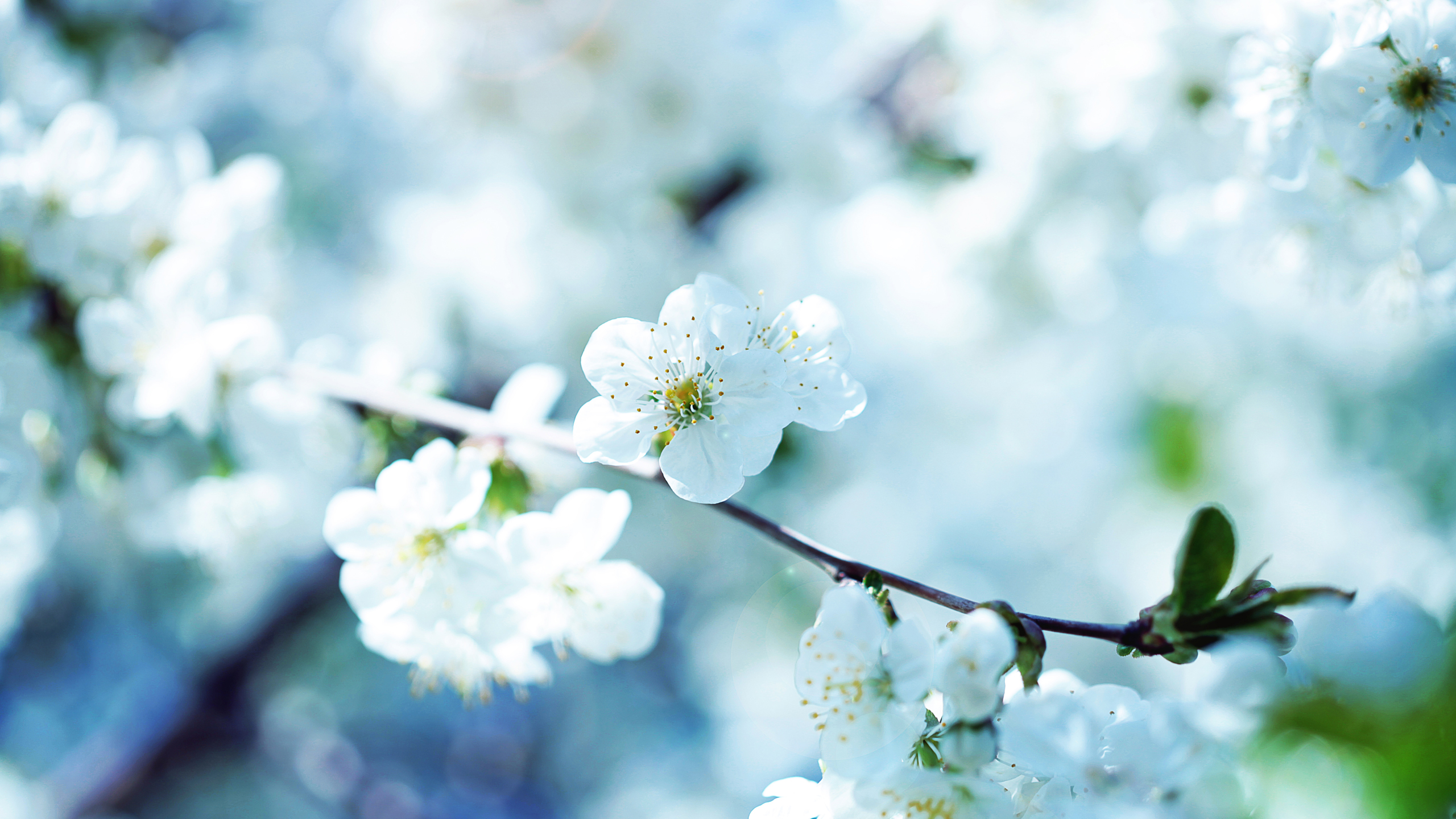 flowers, Closeup, Photography, White flowers, Nature, Depth of field Wallpaper