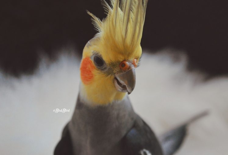 Castiel, Face, Parrot, Birds, Cockatiel, Parakeet, Pet HD Wallpaper Desktop Background