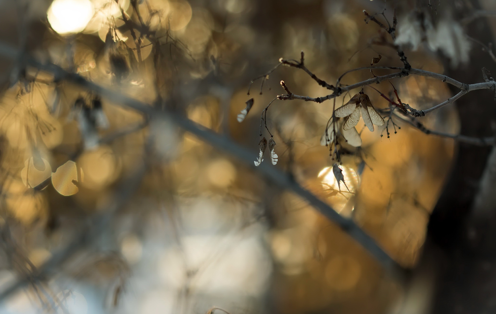 nature, Trees Wallpaper