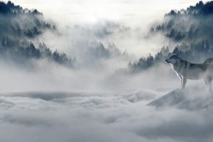 wolf, Cold, Mist, Mountains, Nature, Snow, Trees