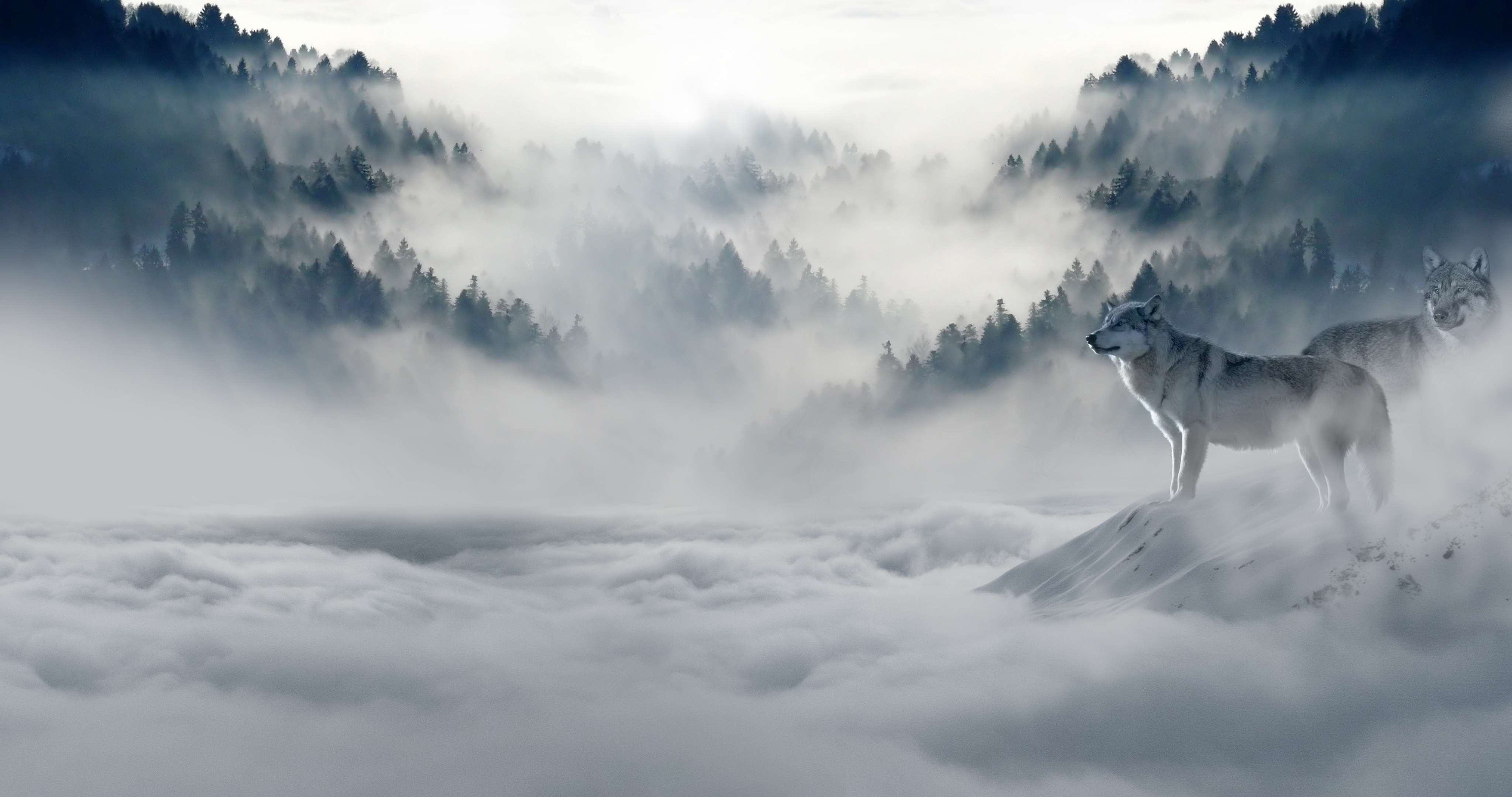 wolf, Cold, Mist, Mountains, Nature, Snow, Trees Wallpaper