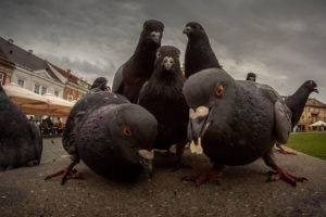 dove, Birds, Street, Humor, Pigeons