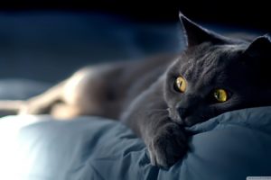 black cats, Bed, Yellow eyes, Cat