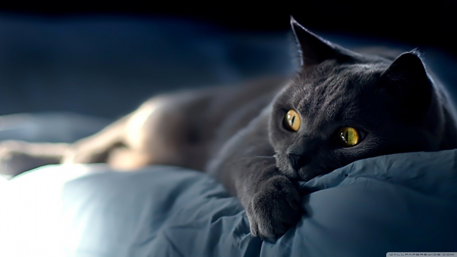 black cats, Bed, Yellow eyes, Cat Wallpaper