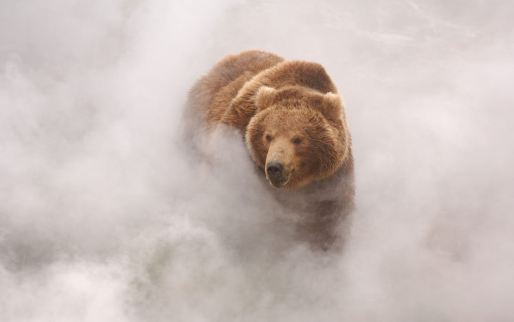 bears, Clouds, Landscape HD Wallpaper Desktop Background