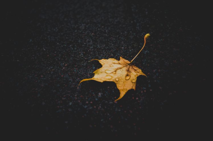 leaves, Autumm, Water drops, Yellow, Closeup HD Wallpaper Desktop Background