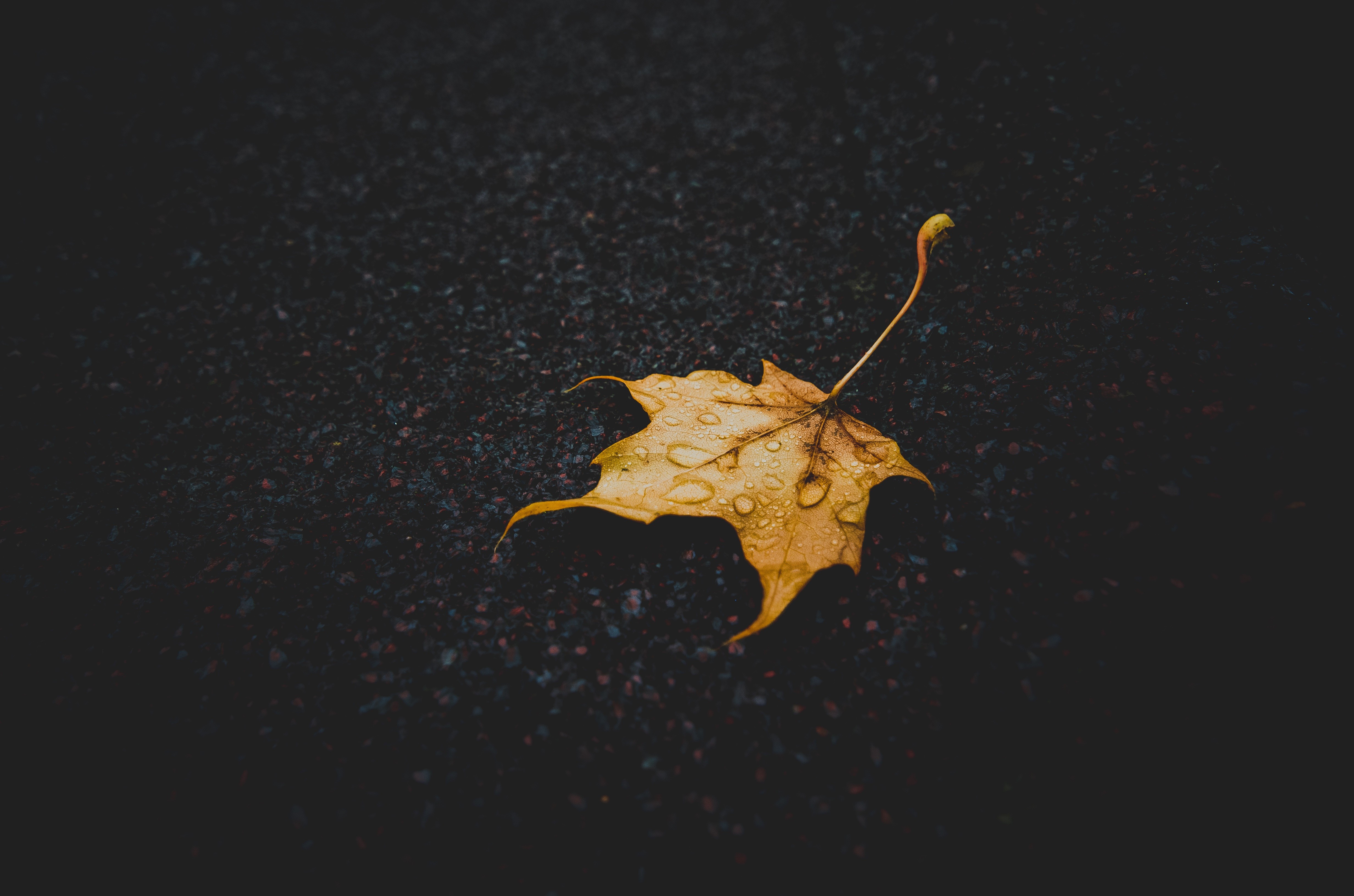 leaves, Autumm, Water drops, Yellow, Closeup Wallpaper