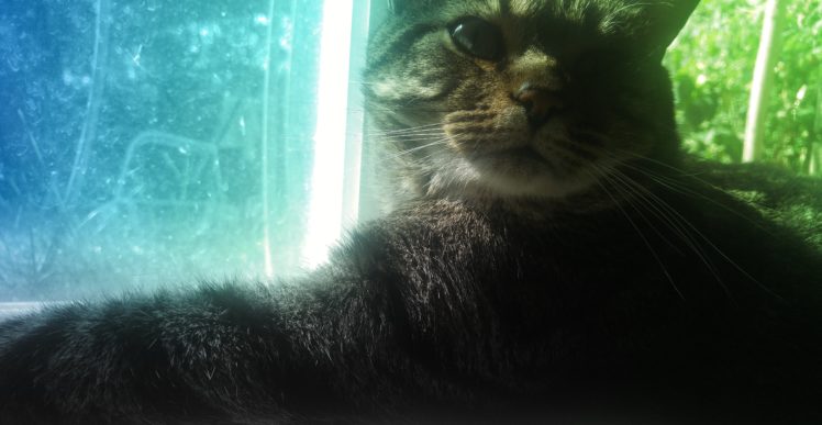 Kitty, Cat, Blue, Green HD Wallpaper Desktop Background