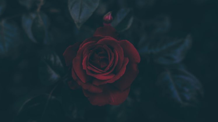 595606-flowers-red_flowers-rose-leaves-dark-petals-748x421.jpg