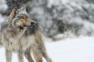 wolf, Animals, Nature, Snow, Winter, Depth of field