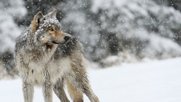 wolf, Animals, Nature, Snow, Winter, Depth of field HD Wallpaper Desktop Background