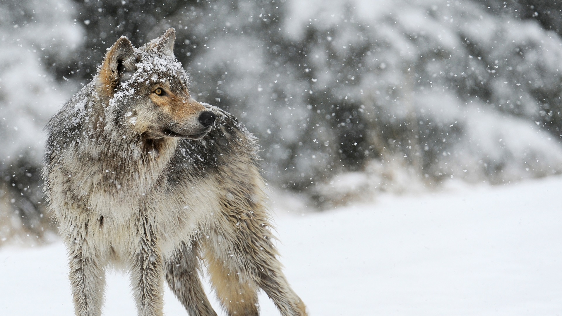 wolf, Animals, Nature, Snow, Winter, Depth of field Wallpapers HD / Desktop...