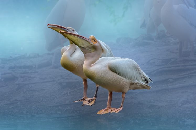 nature, Animals, Birds, Pelicans HD Wallpaper Desktop Background