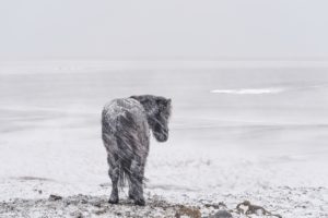 cold, Winter, Landscape, Snow, Horse, Animals