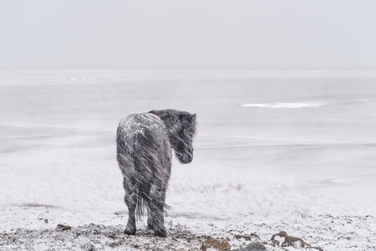 cold, Winter, Landscape, Snow, Horse, Animals HD Wallpaper Desktop Background