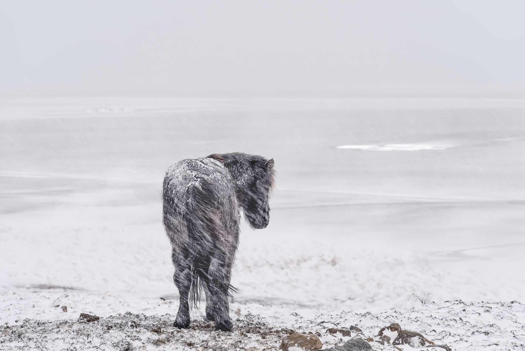 cold, Winter, Landscape, Snow, Horse, Animals Wallpaper