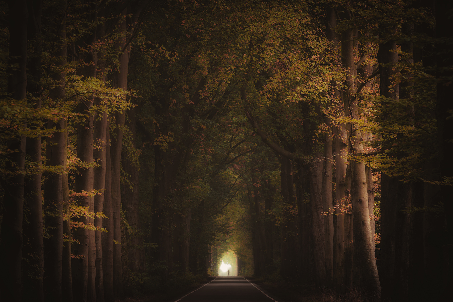 seasons, Road, Trees Wallpaper