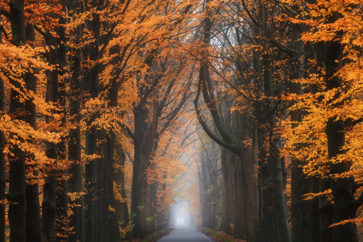 seasons, Road, Trees HD Wallpaper Desktop Background