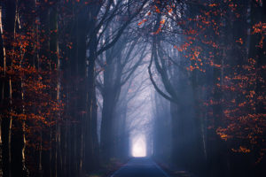 seasons, Road, Trees, Fall, Mist