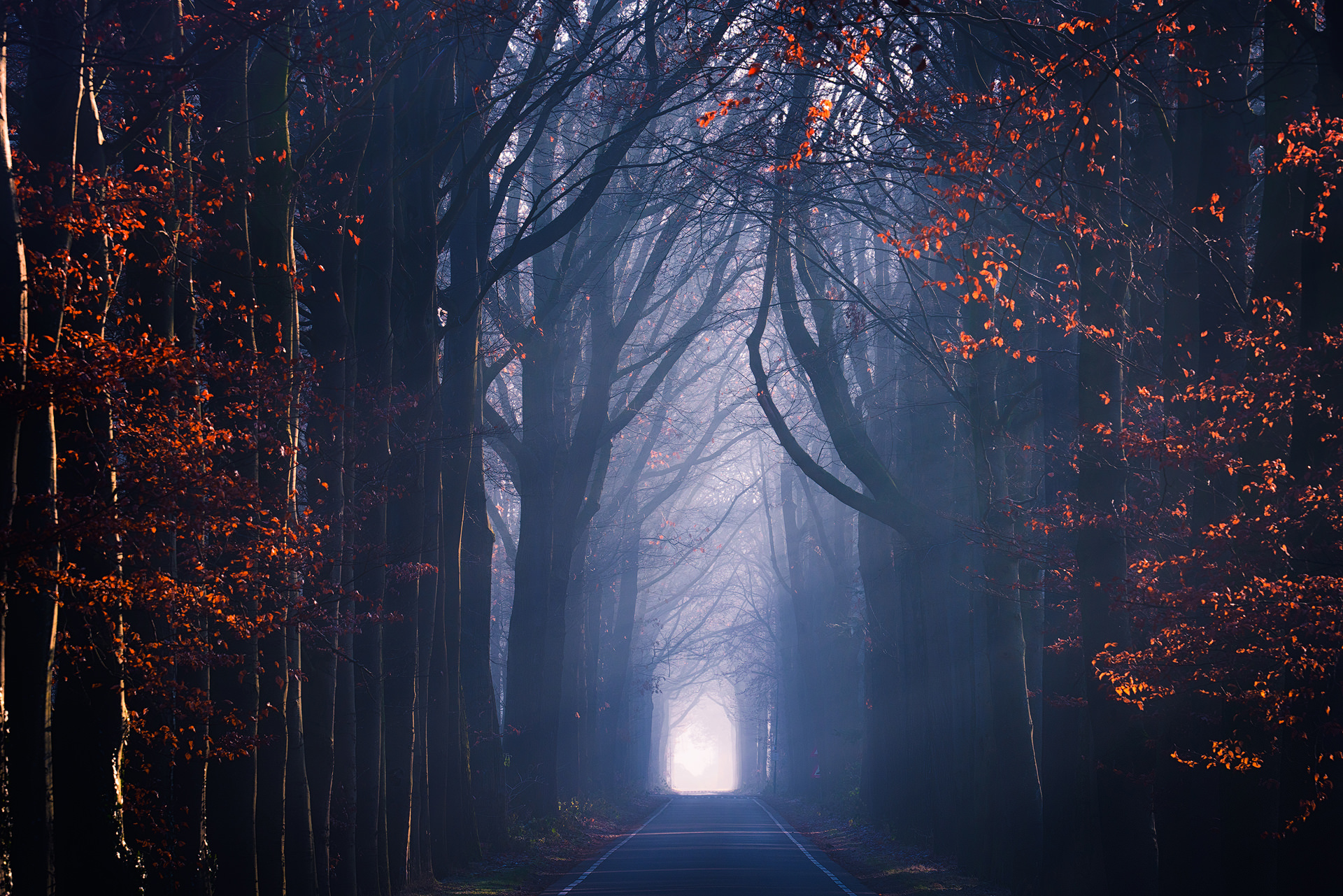 seasons, Road, Trees, Fall, Mist Wallpaper