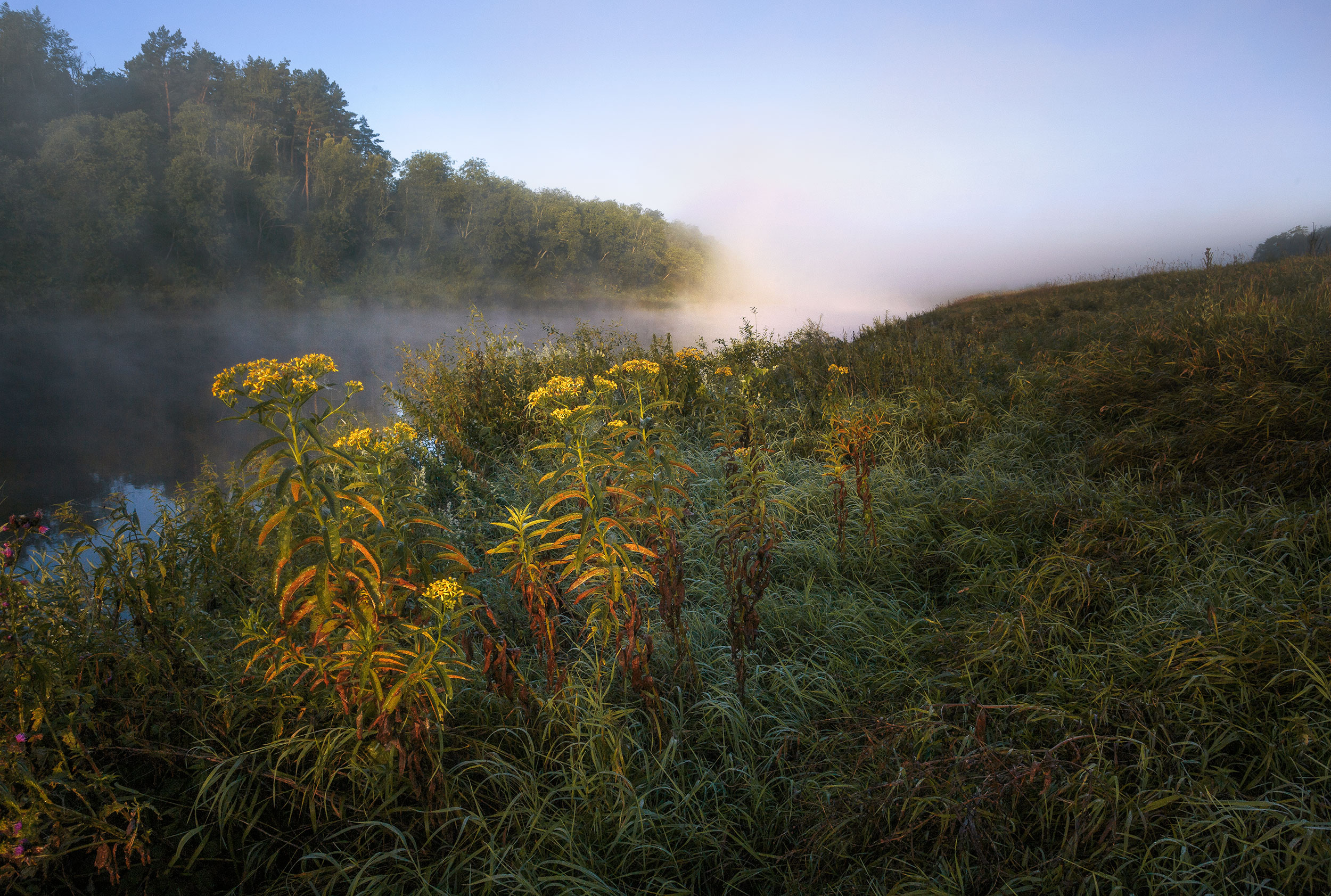 plants, Water, Trees, Nature, Landscape Wallpaper