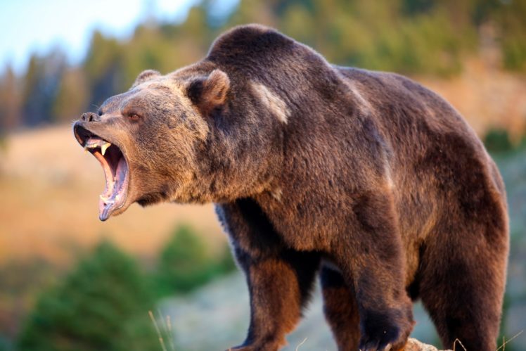 wildlife, Animals, Bears, Grizzly bear, Grizzly Bears HD Wallpaper Desktop Background