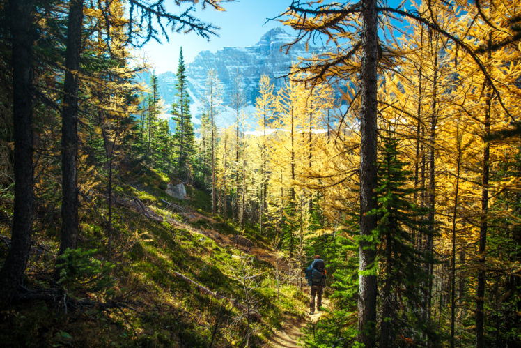 nature, Trees, Landscape, Hiking, Forest, Path HD Wallpaper Desktop Background