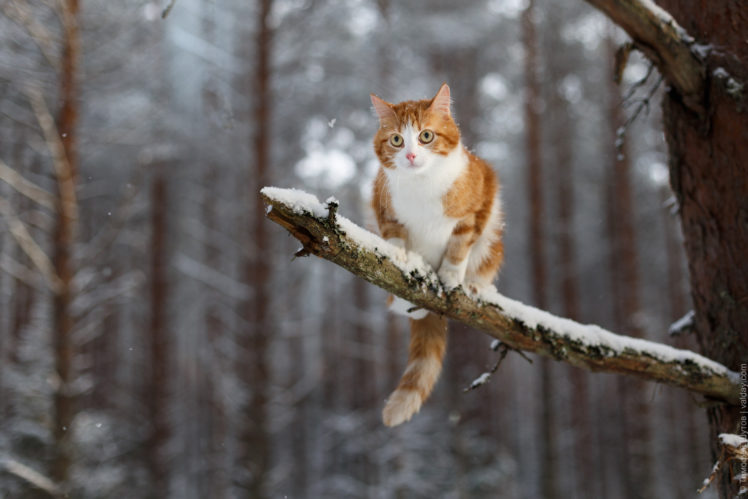 winter, Snow, Animals, Cat, Branch HD Wallpaper Desktop Background