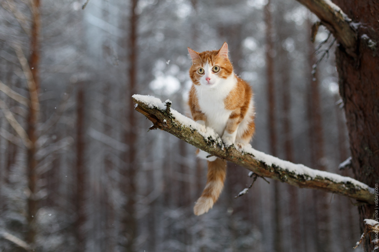 winter, Snow, Animals, Cat, Branch Wallpaper