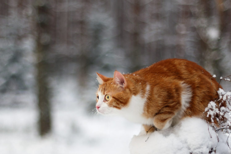winter, Snow, Animals, Cat HD Wallpaper Desktop Background
