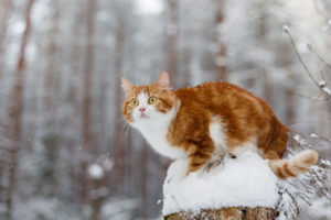 winter, Snow, Animals, Cat
