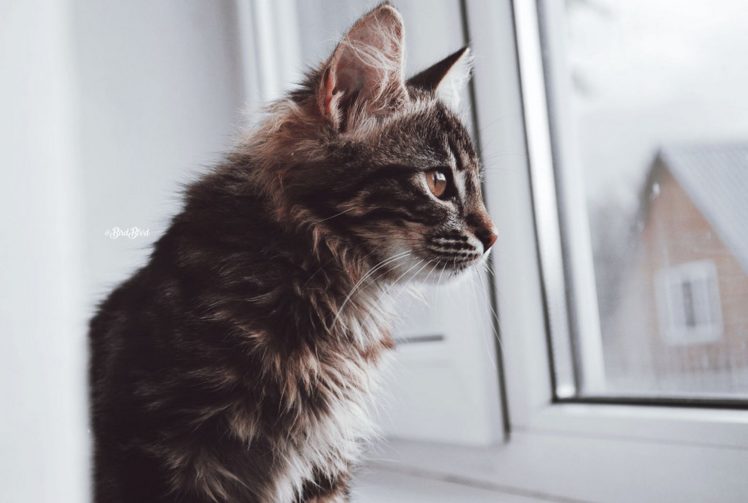 tabby, Cat, Kittens, Photography HD Wallpaper Desktop Background