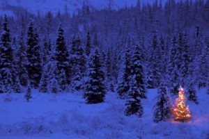 snow, Winter, Pine trees, Holiday, Christmas lights, Lights, Christmas, Christmas Tree