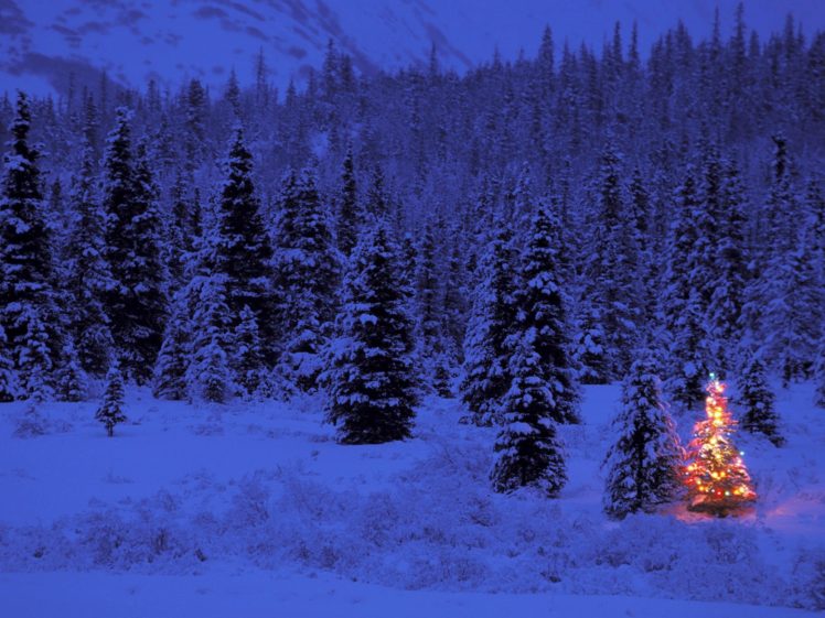 snow, Winter, Pine trees, Holiday, Christmas lights, Lights, Christmas ...