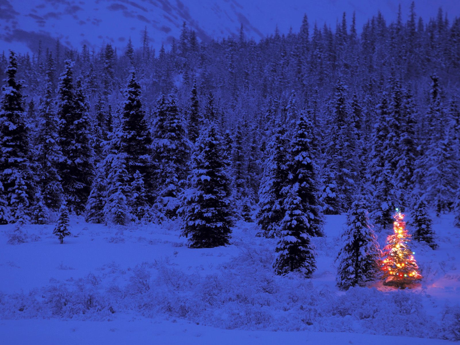 snow, Winter, Pine trees, Holiday, Christmas lights, Lights, Christmas, Christmas Tree Wallpaper